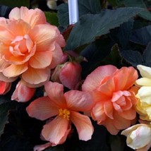 Flower 15 Pelleted Begonia Illumination Peaches Cream Fresh Seeds USA Seller - $16.42