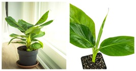USA Seller - Tropicana Banana (Super Dwarf Cavendish) - Musa - Live Plant - £43.24 GBP