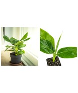USA Seller - Tropicana Banana (Super Dwarf Cavendish) - Musa - Live Plant - £42.98 GBP