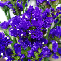 300 Seeds Purple Limonium Sinuatum Garden - $13.22