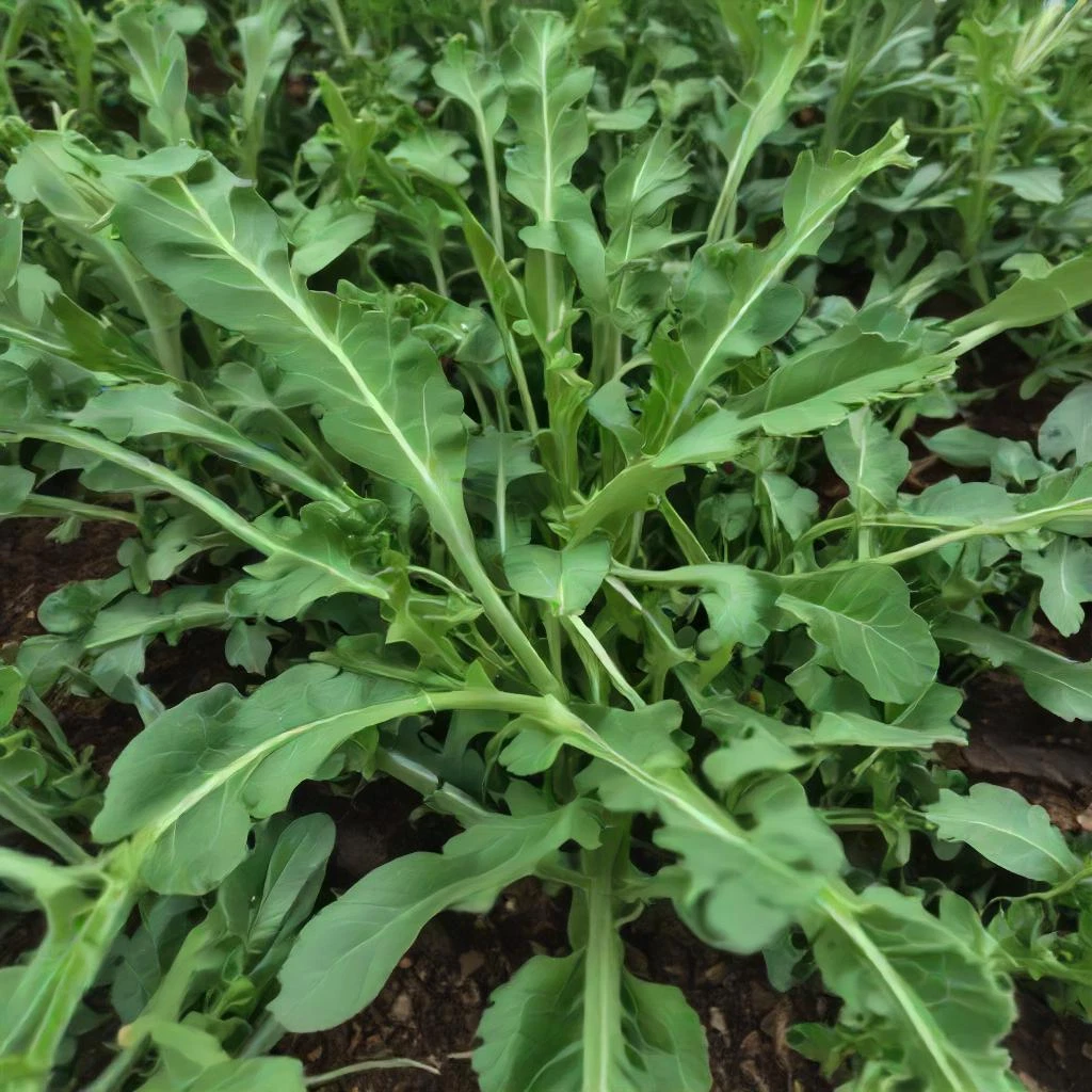Arugula Seeds - Rocket Roquette: Non-GMO, Heirloom Vegetable Garden Seeds - $7.66