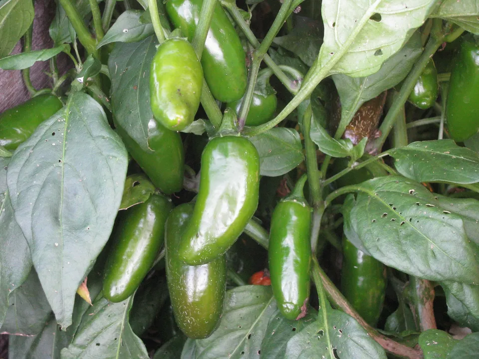 Jalapeno Early Pepper Vegetable NON GMO 50 Seeds - £7.60 GBP