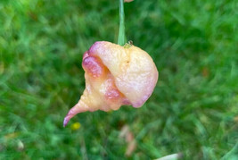 BEST 25 Seeds Easy To Grow Purple Peach Carolina Reaper Peppers Heirloom... - $10.00