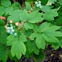 5 Blue Cohosh Plants Caulophyllum Thalictroides Bare Root Organic Botani... - $277.81 MXN