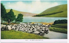 United Kingdom UK Postcard Scotland St Mary&#39;s Loch Flock of Sheep - $2.96