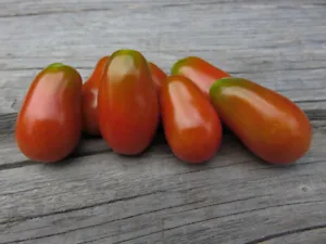 50 Seeds Elfin Tomato Juicy Tomatoe Vegetable Edible Food Fresh Garden - £7.33 GBP
