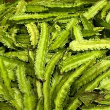 USA Seller Winged Bean Seeds Organic - $5.26