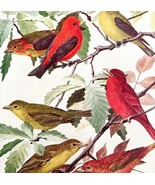 Scarlet And Summer Tanagers 1936 Bird Art Lithograph Color Plate Print D... - $29.99