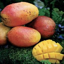 Mango (Mangifera) live Tropical Fruit Tree 12”-24” - £39.28 GBP