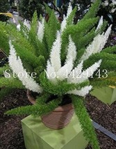 100 pcs Garden Foxtail Fern Bonsai Seeds - Green and White Mixed Colors FRESH SE - £5.63 GBP