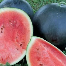 US Seller 50 Blacktail Mountain Watermelon Seeds Fast Shipping - £11.78 GBP