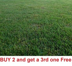 KB Zenith Zoysia Grass 1000 Seeds Starter Sample Kit Herb Garden Planting  - $210.04 MXN