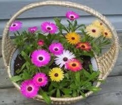 Livingstone Daisy mix,417,Dorotheanthus bellidiformis,gardening, flowers... - £3.81 GBP