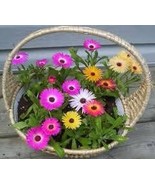 Livingstone Daisy mix,417,Dorotheanthus bellidiformis,gardening, flowers... - $91.84 MXN Livingstone Daisy mix,417,Dorotheanthus bellidiformis,gardening, flowers... - $91.84 MXN