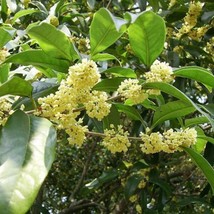 5 Osmanthus Fragrans Sweet Olive Shrub Seeds For Planting   - £15.05 GBP