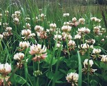 White Dutch Clover Cover Crop Seeds Non Gmo Heirloom 5000 Seeds Fast Shi... - £7.16 GBP