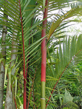 GIB Cyrtostachys renda | Red Sealing Wax Palm | Lipstick Palm | 20 Seeds - £16.78 GBP