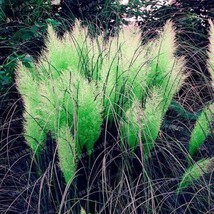 600 seeds Colorful Pampas Grass Cortaderia - $12.30