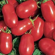 Tomato Italian Roma Tomato Seeds Fresh USA Shipping - £6.31 GBP