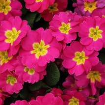 10 Primula Sieboldii Genuina Skvortsov Primula Patens Var Pink Yellow Flowers Be - $6.11