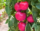 Vegetable Pink Tomato Seeds Maliniak Rasberry Tomato Very Easy 80. - $6.99