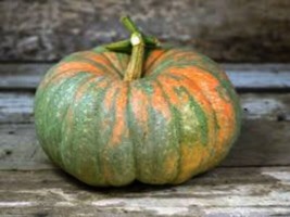 Grow 5 Iran Winter Squash Pumpkin Seeds Heirloom Nongmo - £6.80 GBP