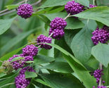Sale 40 Seeds American Purple Beautyberry Shrub Flower Callicarpa Americ... - £7.91 GBP