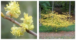 30 Seeds Spicebush, Lindera benzoin, Shrub (Fragrant, Fall Colors) - $23.99