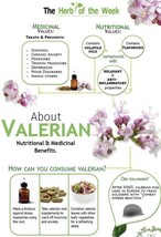 150 Valerian Seeds Medicinal Plant Non Gmo Valeriana Officinalis - $6.00