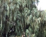 Kashmir Cypress  Cypressus Darjeelingensis 30 Seeds - $8.99