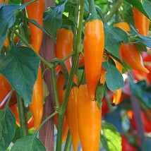 Bulgarian Carrot Pepper 30 Organic Seeds Fresh Seeds - £7.91 GBP