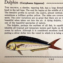 Dolphin Fish 1939 Salt Water Fish Gordon Ertz Color Plate Print Antique ... - $29.99