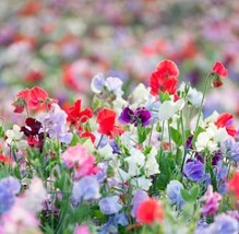 HSE Sweet Peas Seeds, Knee High Mix - 100 Seeds (Lathyrus odoratus) - £10.80 GBP