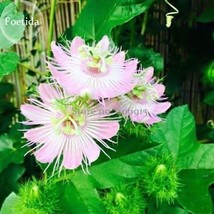 Goodidea Passiflora foetida White Wild Maracuja Stinking Passionflower, 20 seeds - $0.99