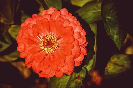 25 Seeds Florist Choice Zinnia elegans Orange King Fresh Seeds - $4.58