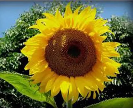 100 Seeds Sunflower Mammoth Russian Flower Seeds Home Garden - £7.83 GBP