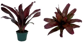 Bromeliad Vase Plant- Neoregelia Voodoo Doll- 4&quot; Pot - HOUSEPLANT - £35.91 GBP