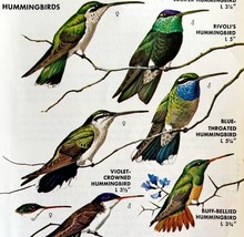 Southwest Hummingbirds 7 Types 1966 Color Bird Art Print Nature ADBN1o - $376.75 MXN