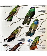 Southwest Hummingbirds 7 Types 1966 Color Bird Art Print Nature ADBN1o - $374.96 MXN