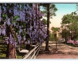 Glicine Strada Street Vista Summerville Sc Unp Handcolored Fototipia Car... - £5.58 GBP