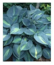 SEEDS 100PCS &#39;Touch of Class&#39; Blue/Yellow/Green Mixed Hosta Seeds - £7.85 GBP