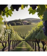 Organic Riverbank Grape Vitis Riparia Fruiting Vine Tasty Edible Culinar... - $11.97