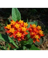 VC 30 Tropical Milkweed Seeds (Asclepias Curassavica) Heirloom 12 Harves... - $214.07 MXN