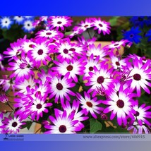 New Fresh White Red Bellis Perennis Daisy Perennial Flower Seeds Pack 30 Seeds / - $10.90