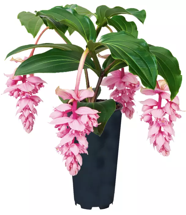 Royal ZENZ Magnifica Medinilla Live Well Rooted baby plant - £31.06 GBP
