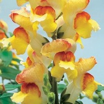 SGHOST 30 Antirrhinum Giant Lipstick Gold Snapdragon Flower Seeds Long Lasting A - £6.78 GBP