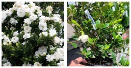 Fresh New Jubilation Gardenia Live Plant 2.5 QT - £58.96 GBP