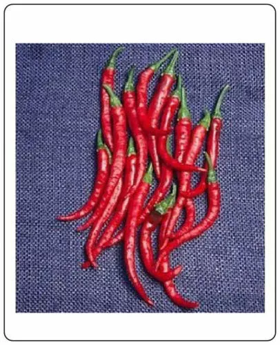 Pepper Hot Cayenne Long Slim Heirloom Vegetable 5,000 Seeds Garden Fresh USA Shi - $30.89