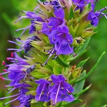 Hyssopus Officinalis Hyssop 200 Seeds Usa Fast Shipping - $20.80