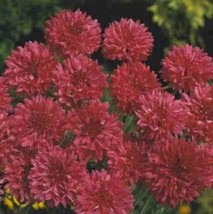 Bachelor Button Centaurea Cyanus Red200 Seeds From US  - £6.60 GBP